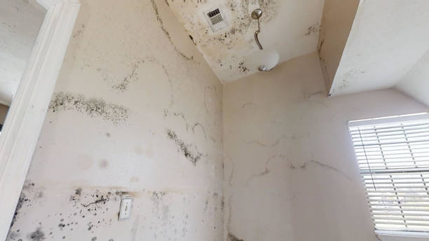 Biohazard Mold Removal in Jasper, IN
