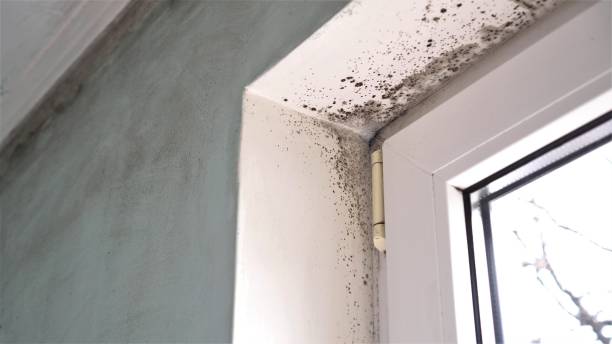Best Mold Remediation for Healthcare Facilities  in Jasper, IN