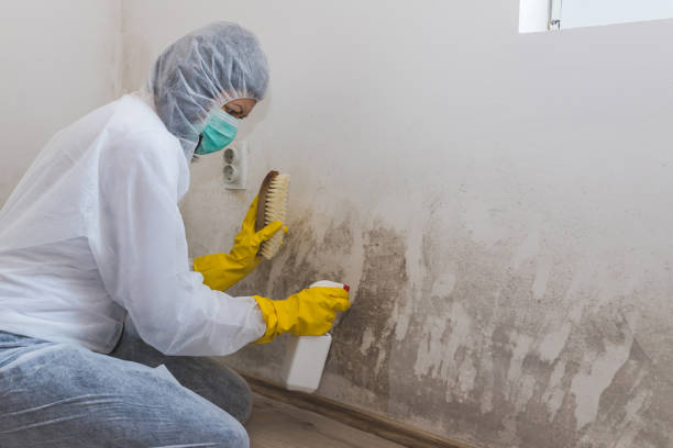 Best Post-Construction Mold Inspection  in Jasper, IN