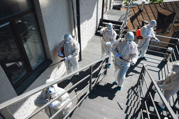 Best Black Mold Removal  in Jasper, IN