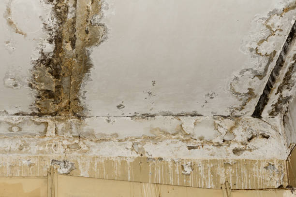 Best Asbestos and Lead Testing During Mold Inspection  in Jasper, IN