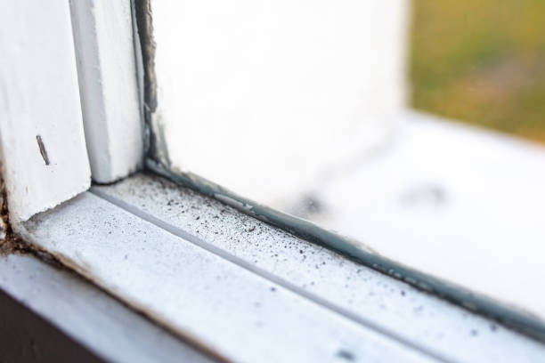 Best Emergency Mold Remediation  in Jasper, IN