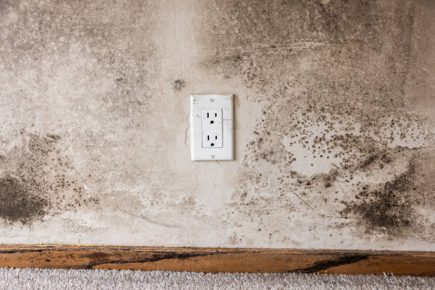 Environmental Consulting for Mold Prevention in Jasper, IN
