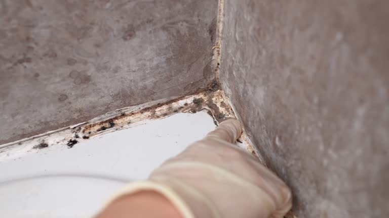 Best Emergency Mold Remediation  in Jasper, IN